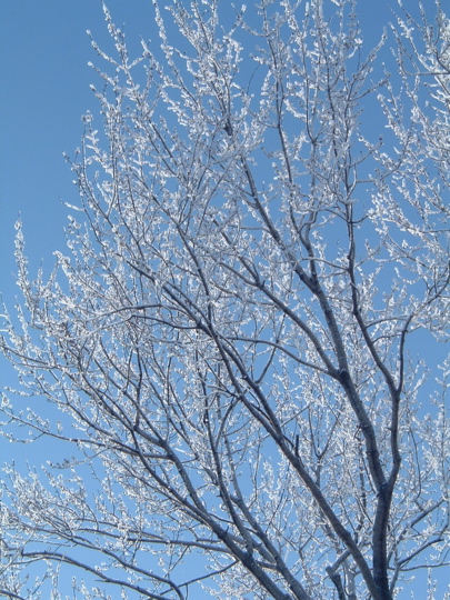 hoarfrost_3_lr.jpg