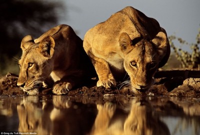 lion_shot_1