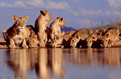 lion_shot_2